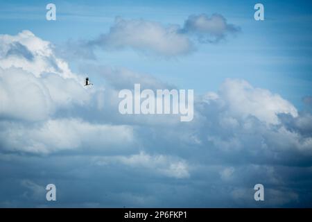 Mammals and Birds of Italy living in freedom Stock Photo