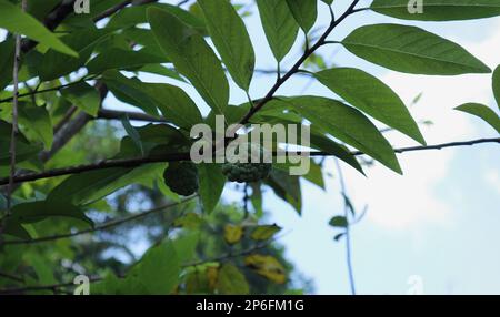 A sugar apple fruit growing on a branch of a sugar apple plant (Annona Squamosa) Stock Photo
