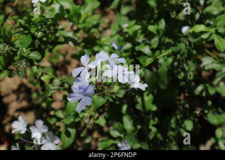 Flowers of a blue plumbago plant (Plumbago Auriculata) in the garden Stock Photo