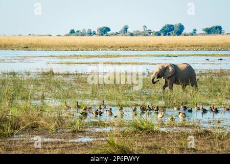 Elephant herd, Loxodonta africana, crosses swamp, in front of animal are ducks on the ground. Chobe National Park, Botswana, Africa Stock Photo