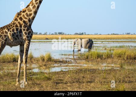 Elephant, Loxodonta africana, goes into water of the Cobe River. A giraffe stands on the left side in the image. Chobe National Park, Botswana, Africa Stock Photo