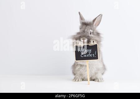 Gray bunny rabbit holding board with congratulations on Easter holiday, white background Stock Photo