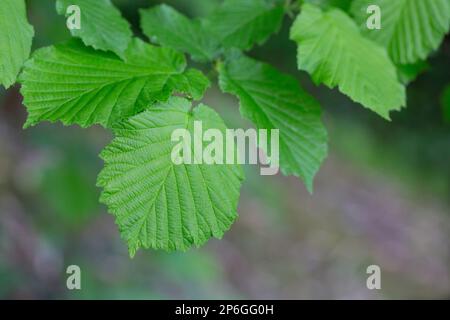 Young spring green Hazel leaves Corylus avellana on the branch of the tree on a sunny springtime evening Stock Photo