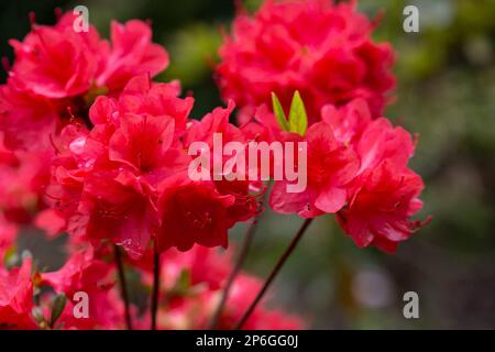 Beautiful red rhododendron flower in the garden. Macro of red azalea flowers with a blurred background, selective focus. Floral summer red background. Stock Photo