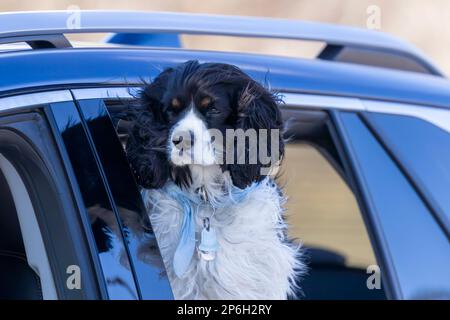 A popular spaniel breed, watching the surroundings from the car Stock Photo
