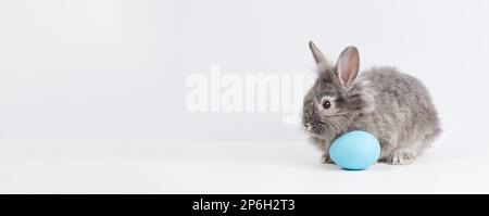 Bunny rabbit with painted blue egg on white background. Easter holiday concept. Stock Photo