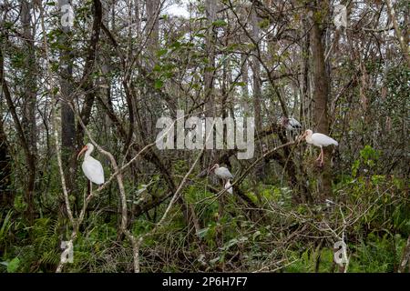 Naples, Florida; Corkscrew Swamp Sanctuary.  White Ibis, (Eudocimus albus) perched on tree branches in the Everglades. Stock Photo
