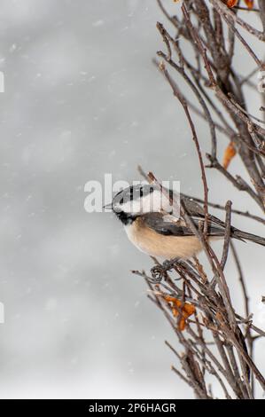 Vadnais Heights, Minnesota.  Black-capped Chickadee, Poecile atricapillus perched on branch in a winter snowfall. Stock Photo
