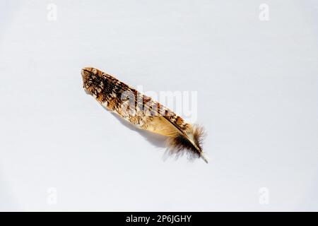 Kookaburra feather isolated on white background Stock Photo