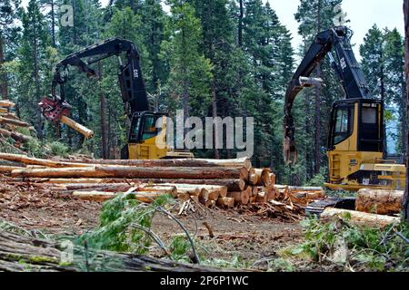 Processing harvested logs,  Caterpillar Track Laying Boom Log Loader & Peeler operating at deck location. Stock Photo