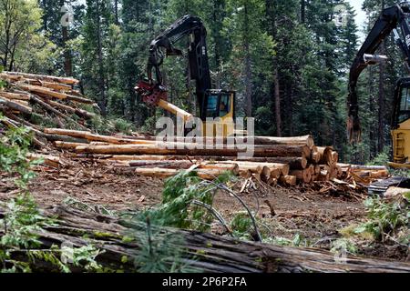Processing harvested logs, Caterpillar Track Laying Boom Loader & Peeler. Stock Photo