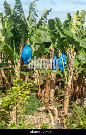 Cariari, Costa Rica - Bananas ripening on a plantation in northeastern Costa Rica. The blue plastic bags are used to protect the bananas from sun and Stock Photo