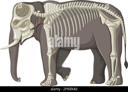 The elephant skeleton on white background illustration Stock Vector