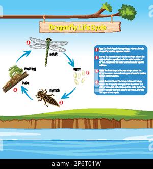 Dragonfly Life Cycle Infographic illustration Stock Vector Image & Art ...