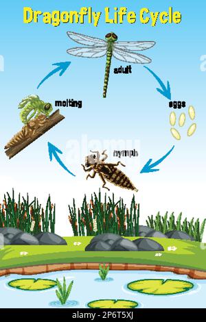 Dragonfly Life Cycle Infographic Illustration Stock Vector Image & Art ...