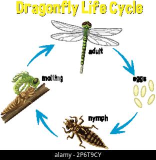 Dragonfly Life Cycle Infographic illustration Stock Vector Image & Art ...