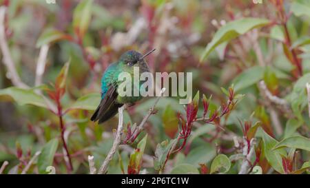 talamanca hummingbird sleeping while perched on a shrub at costa rica Stock Photo