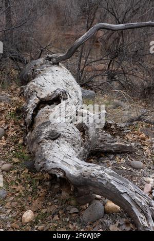A fallen, twisted, old tree at Crescent Moon Ranch in Sedona, Arizona. Stock Photo