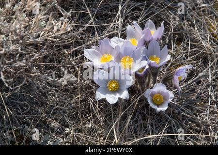 Prairie Crocus Stock Photo