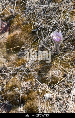 Prairie Crocus Stock Photo