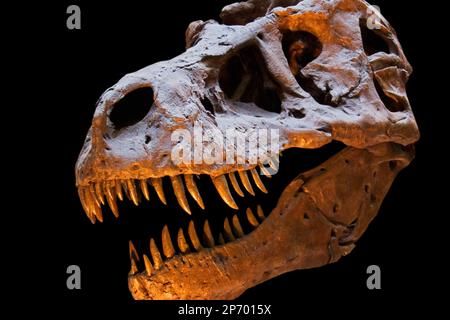 Tyrannosaurus Rex skull isolated on black background with copy space Stock Photo