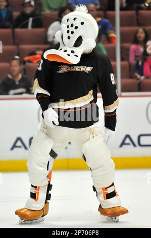 Anaheim Ducks mascot, Wild Wing, does a few victory laps on the ice after  the Ducks beat the Detroit Red Wings during game six of the NHL Western  Conference Finals in Anaheim