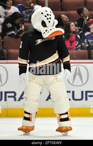 Anaheim Ducks mascot, Wild Wing, does a few victory laps on the ice after  the Ducks beat the Detroit Red Wings during game six of the NHL Western  Conference Finals in Anaheim