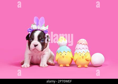 Pied tan French Bulldog dog puppy with Easter bunny ears next to chicks and eggs on pink background with copy space Stock Photo