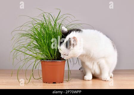 Cat next to potted grass 'Cyperus Zumula' used for cats to help them throw up hair balls Stock Photo