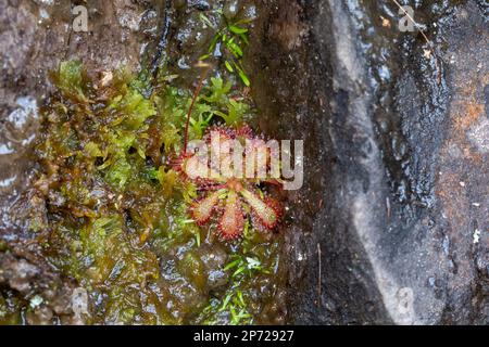 Drosera aliciae (a carnivorous plant) growing vertically on a wall in the Bain's Kloof Stock Photo
