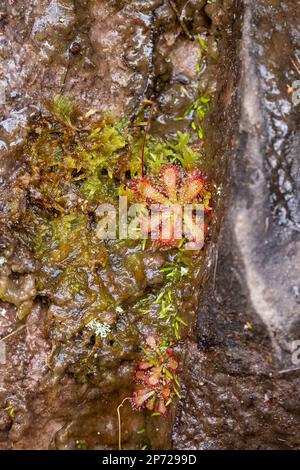 Drosera aliciae (a carnivorous plant) growing vertically on a wall in the Bain's Kloof Stock Photo