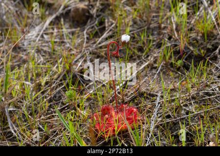 Drosera trinervia, a carnivorous plant, with flower stalk and flower bud taken in natural habitat close to Wellington in South Africa Stock Photo
