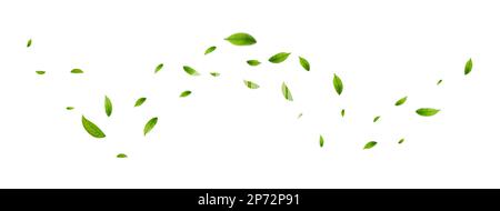 Green leaves fly with a gust of wind. Stock Vector