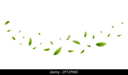 Green leaves fly with a gust of wind. Stock Vector