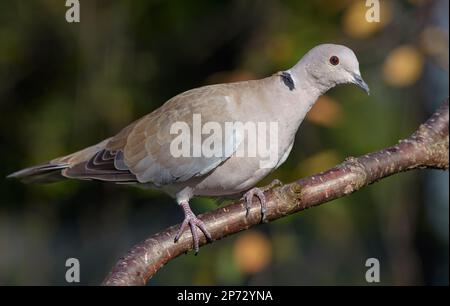 Eurasian Collared Dove (Streptopelia decaocto) perched on fruit tree in autumn orchard Stock Photo