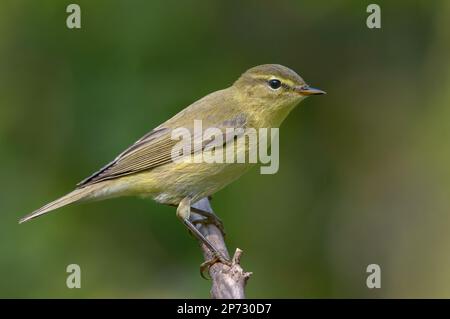 Close shot of Common chiffchaff (Phylloscopus collybita) posing on small dry twig in autumn time with clean green background Stock Photo