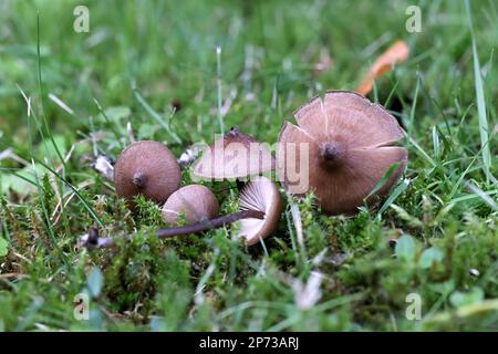 Entoloma infula, a pinkgill mushroom from Finland, no common English name Stock Photo