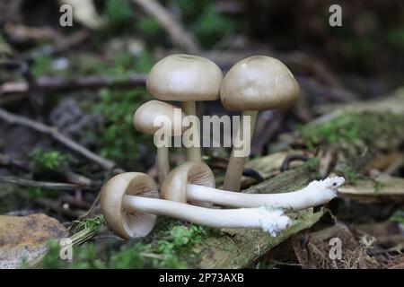 Entoloma rhodopolium, commonly known as wood pinkgill, wild poisonous mushroom from Finland Stock Photo