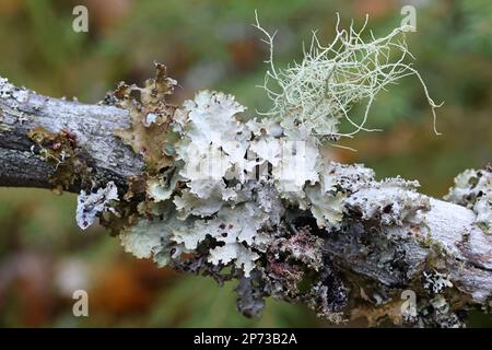 Epiphytic lichens growing on spruce in Finland:  Usnea filipendula, Platismatia glauca and Tuckermannopsis chlorophylla Stock Photo