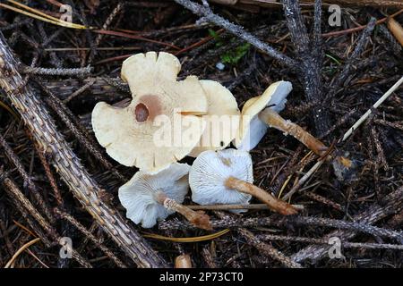 Saffron parasol mushrooms (Cystoderma amianthinum), also known as the ...