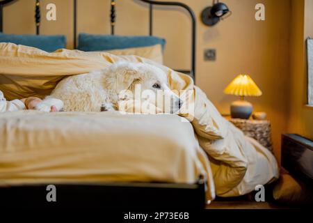 Adorable white dog lying on bed Stock Photo
