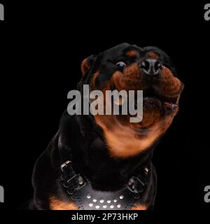 funny rottweiler puppy being hungry and catching long awaited food while sitting on black background Stock Photo