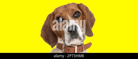 Picture of sweet beagle dog making puppy eyes in an animal themed photo shoot Stock Photo