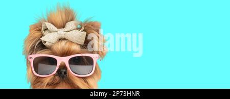 Picture of cute yorkshire terrier dog wearing sunglasses and bowtie in an animal themed photo shoot Stock Photo