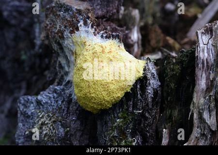Fuligo septica, a slime mold known as the dog vomit slime mold, scrambled egg slime, or flowers of tan Stock Photo