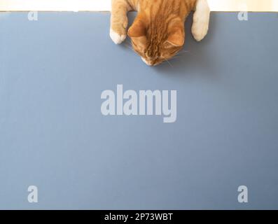 Close up photo of yellowish domestic tabby cat looking down for copy space or space for text. Concept of pet or domestic animals. Stock Photo