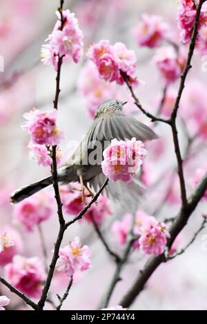 RENHUAI, CHINA - MARCH 8, 2023 - A bird plays on a branch in full bloom in Renhuai City, Southwest China's Guizhou Province, March 8, 2023. Stock Photo