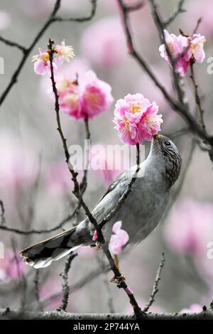 RENHUAI, CHINA - MARCH 8, 2023 - A bird plays on a branch in full bloom in Renhuai City, Southwest China's Guizhou Province, March 8, 2023. Stock Photo