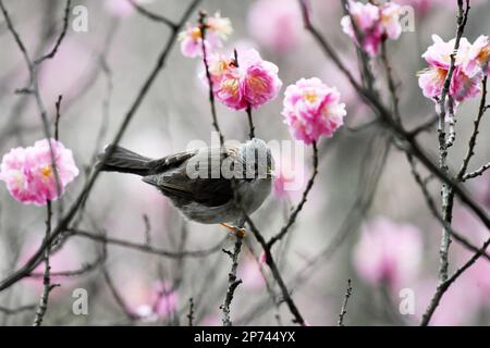 RENHUAI, CHINA - MARCH 8, 2023 - A bird plays on a branch in full bloom in Renhuai City, Southwest China's Guizhou Province, March 8, 2023. Stock Photo