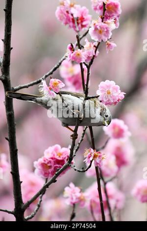 RENHUAI, CHINA - MARCH 8, 2023 - A bird plays on a branch in full bloom in Renhuai City, Southwest China's Guizhou Province, March 8, 2023. Stock Photo